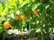 Scotch Bonnet Yellow