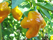 Scotch Bonnet Yellow
