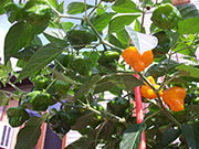 Scotch Bonnet Yellow