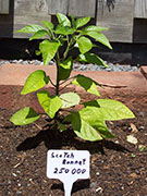 Scotch Bonnet Yellow