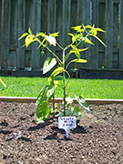 Scotch Bonnet Yellow