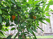 Scotch Bonnet Yellow