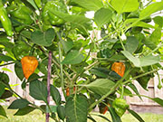 Scotch Bonnet Yellow