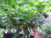Scotch Bonnet Yellow