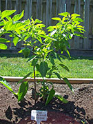 Scotch Bonnet Yellow