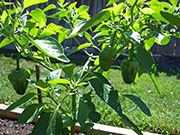 Scotch Bonnet Yellow