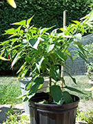 Scotch Bonnet Yellow