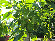 Scotch Bonnet Yellow