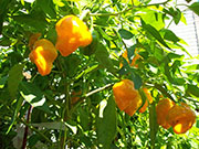Scotch Bonnet Yellow