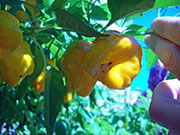 Scotch Bonnet Yellow