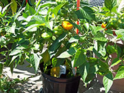 Scotch Bonnet Yellow