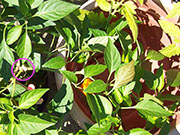 Scotch Bonnet Yellow