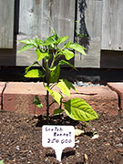Scotch Bonnet Yellow