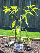 Scotch Bonnet Yellow