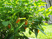 Scotch Bonnet Yellow
