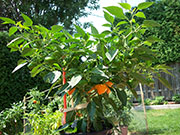 Scotch Bonnet Yellow