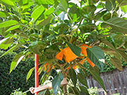 Scotch Bonnet Yellow