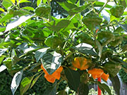 Scotch Bonnet Yellow
