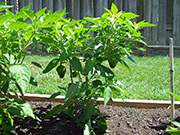 Scotch Bonnet Yellow