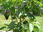 Scotch Bonnet Yellow
