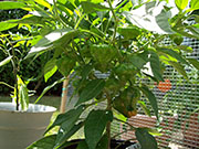 Scotch Bonnet Yellow