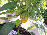 Scotch Bonnet Yellow