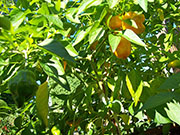 Scotch Bonnet Yellow
