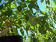 Scotch Bonnet Yellow
