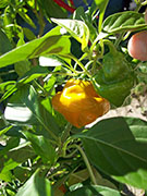 Scotch Bonnet Yellow