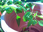 Scotch Bonnet Yellow
