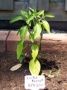 Scotch Bonnet Yellow