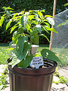 Scotch Bonnet Yellow