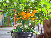 Scotch Bonnet Yellow