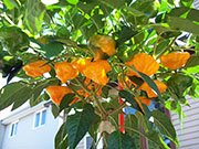 Scotch Bonnet Yellow