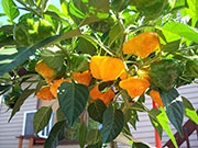 Scotch Bonnet Yellow