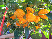 Scotch Bonnet Yellow