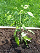 Scotch Bonnet Yellow