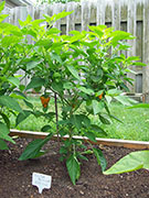 Scotch Bonnet Yellow