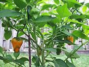 Scotch Bonnet Yellow