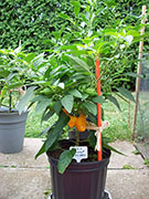 Scotch Bonnet Yellow
