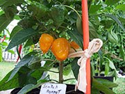 Scotch Bonnet Yellow