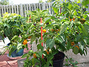 Scotch Bonnet Yellow