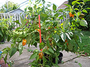 Scotch Bonnet Yellow