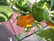 Scotch Bonnet Yellow