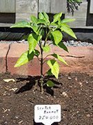 Scotch Bonnet Yellow
