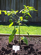 Scotch Bonnet Yellow