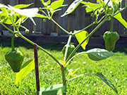 Scotch Bonnet Yellow