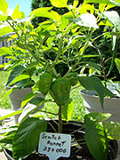 Scotch Bonnet Yellow