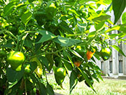 Scotch Bonnet Yellow