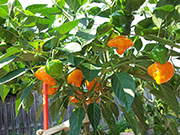 Scotch Bonnet Yellow